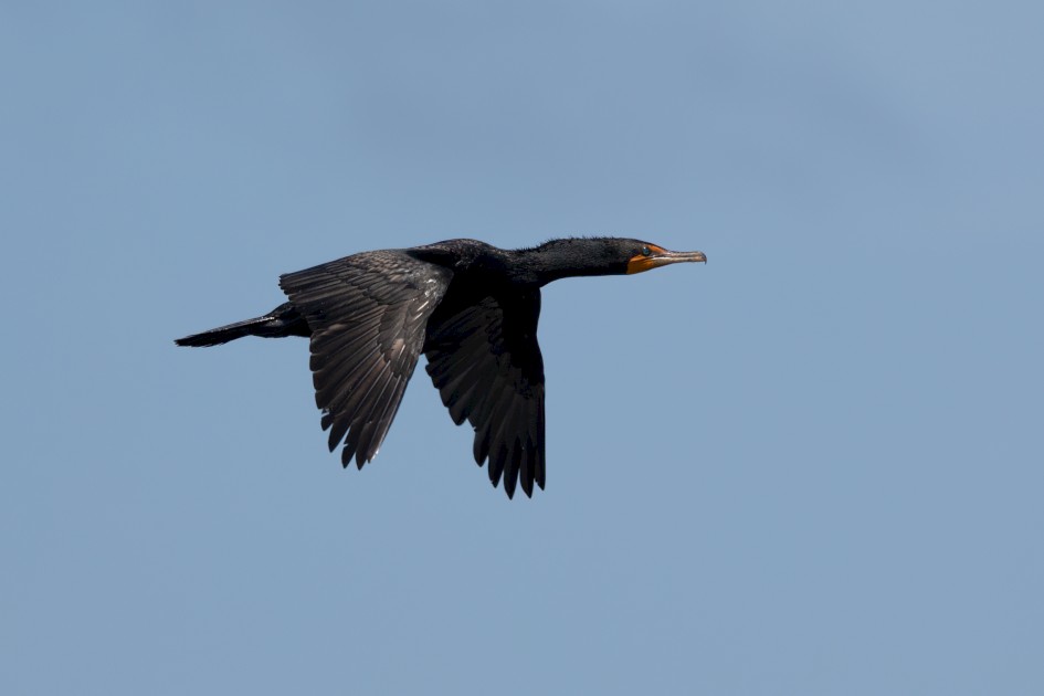 Double-crested Cormorant , 1/2500 sec, f/7.1, 500 mm, ISO 320