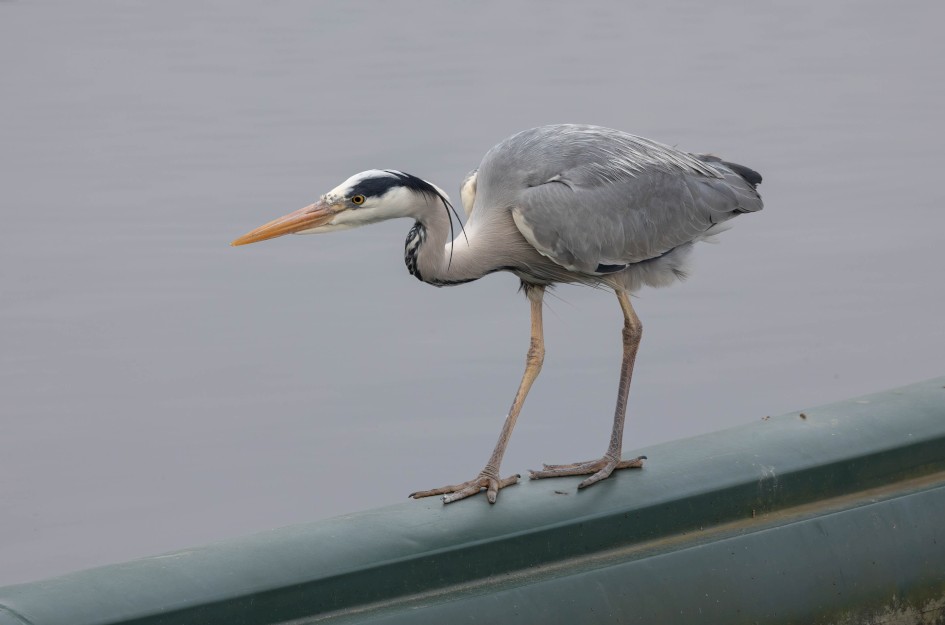 Grey Heron, 1/500 sec, f/7.1, 500 mm, ISO 400