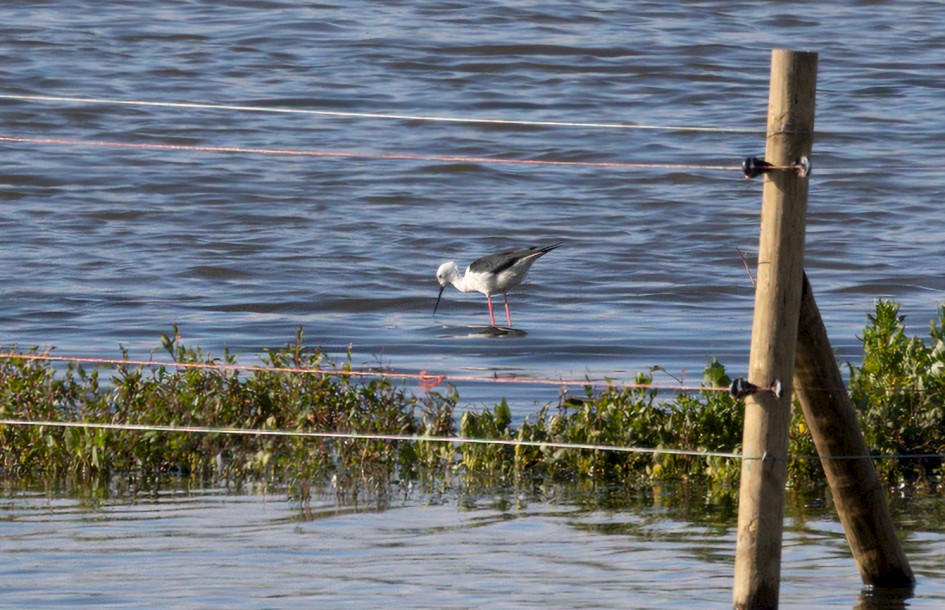 Black-winged Stilt , 1/500 sec, f/7.1, 500 mm, ISO 160