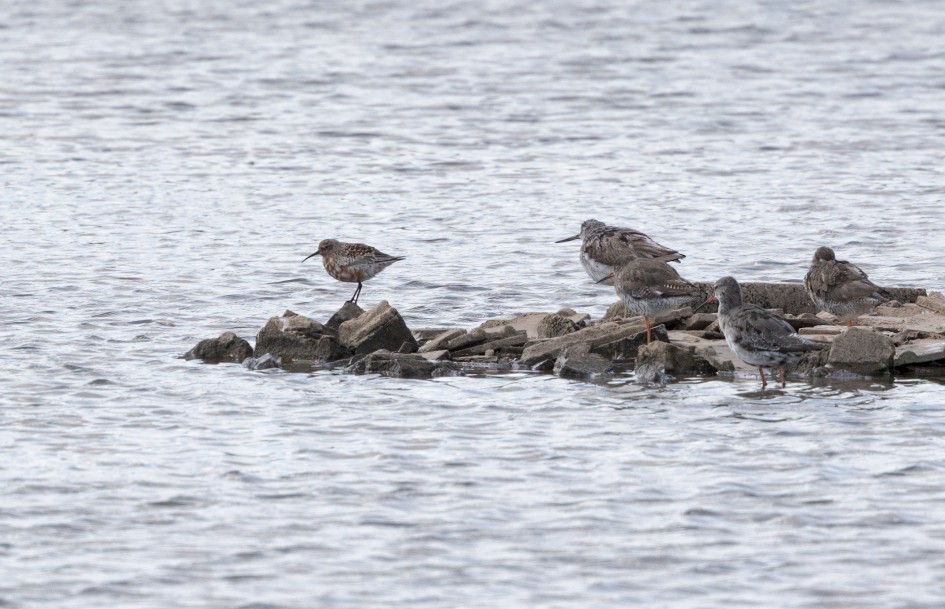 Curlew Sandpiper And Greenshank, 1/2000 sec, f/7.1, 500 mm, ISO 800
