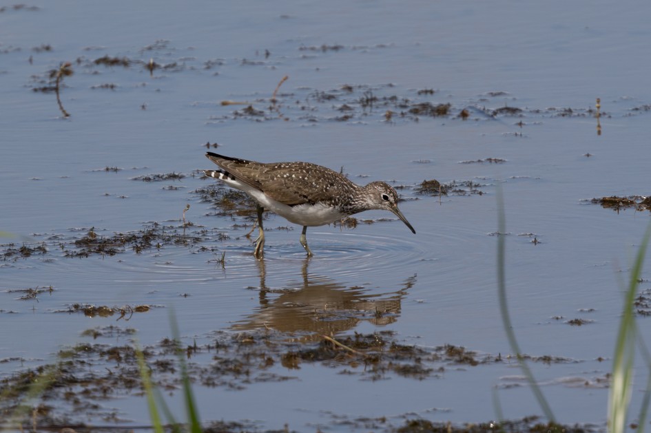 Green Sandpiper, 1/500 sec, f/7.1, 500 mm, ISO 100