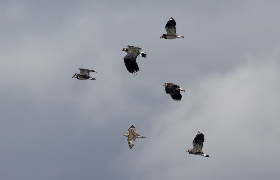 Lapwings And Ruff, 1/2500 sec, f/7.1, 500 mm, ISO 320