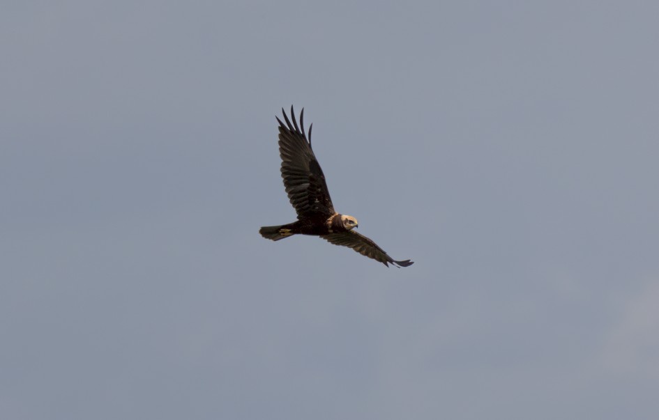 Marsh Harrier, 1/2500 sec, f/7.1, 500 mm, ISO 320
