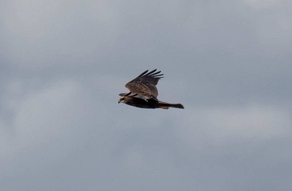 Marsh Harrier , 1/2500 sec, f/7.1, 500 mm, ISO 320