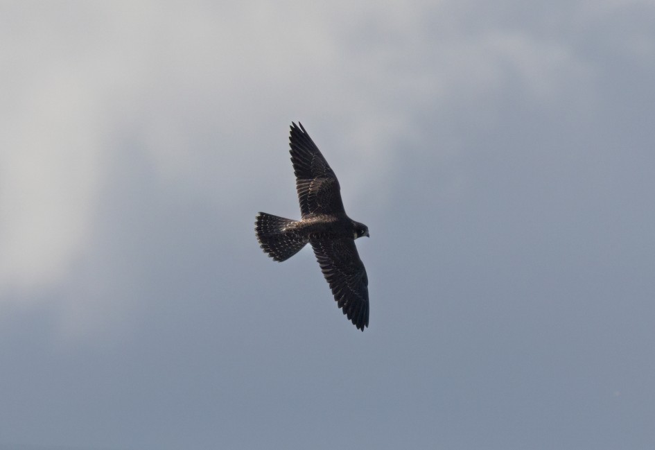 Peregrine , 1/2500 sec, f/7.1, 472 mm, ISO 200