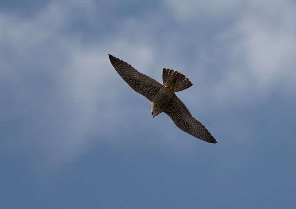 Peregrine , 1/2000 sec, f/7.1, 472 mm, ISO 250