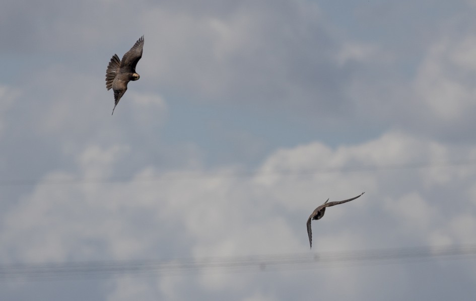 Peregrine And Marsh Harrier, 1/2500 sec, f/7.1, 472 mm, ISO 200