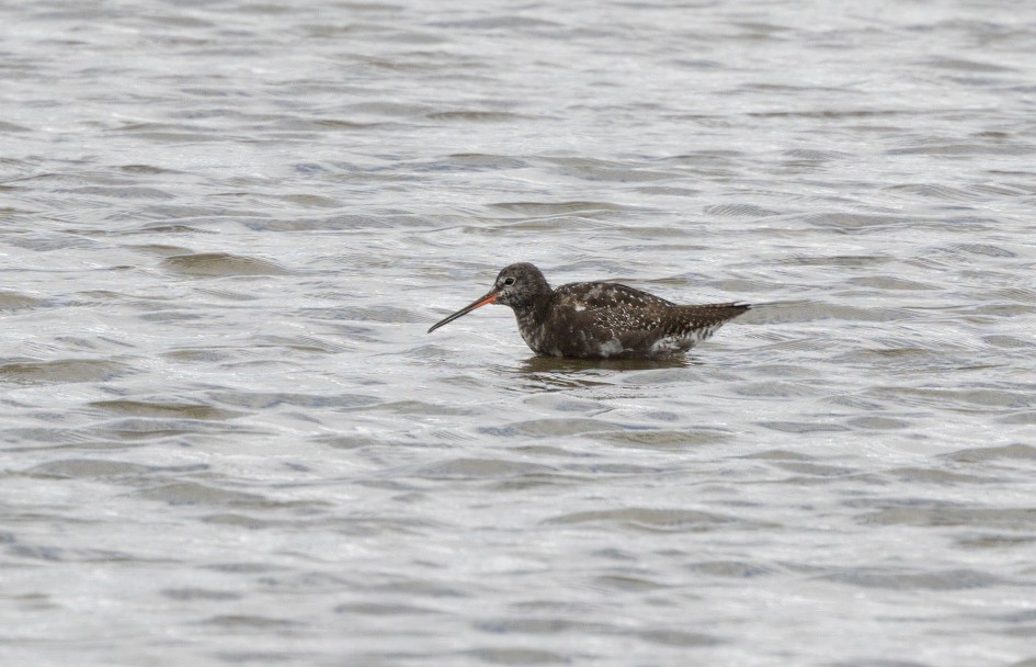 Spotted Redshank, 1/500 sec, f/7.1, 500 mm, ISO 200
