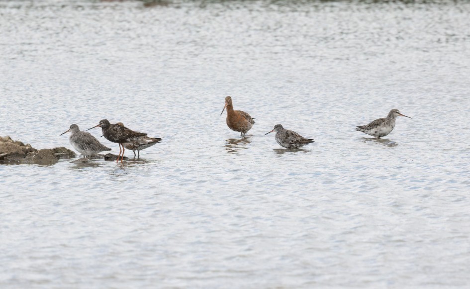 Spotted Redshanks , 1/500 sec, f/7.1, 500 mm, ISO 320