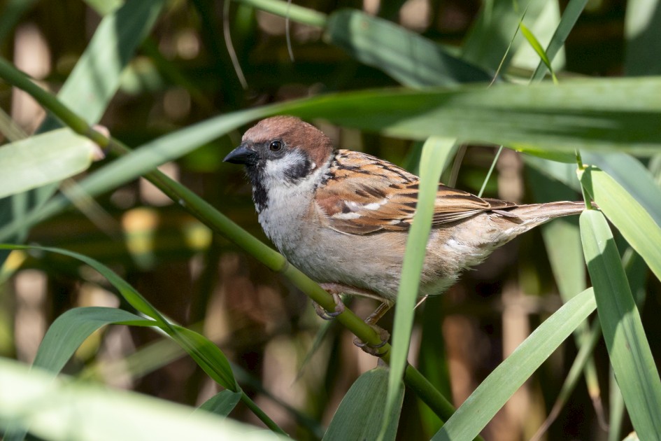 Tree Sparrow, 1/640 sec, f/7.1, 500 mm, ISO 640