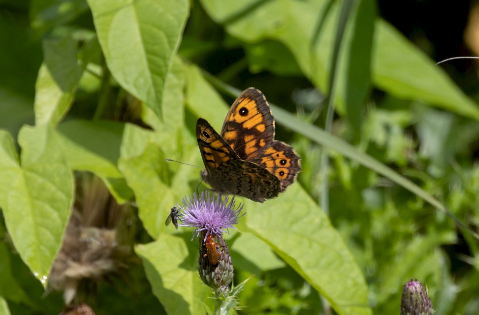 Wall Brown, 1/2000 sec, f/7.1, 500 mm, ISO 250