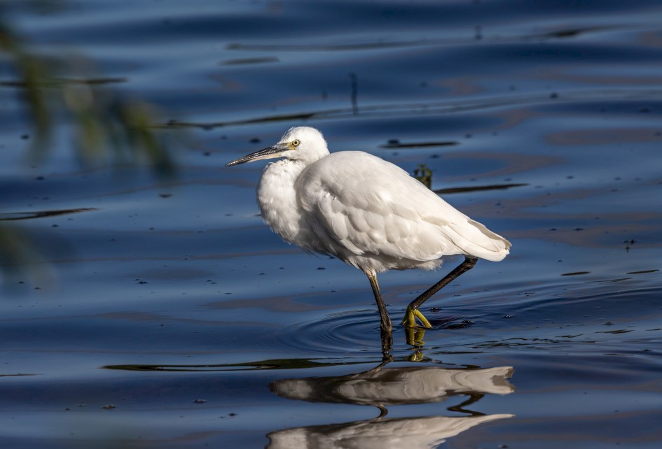 Little Egret, 1/2500 sec, f/7.1, 500 mm, ISO 250