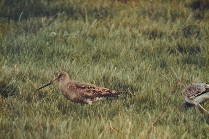 Hudsonian Godwit &copy; Tony Murphy