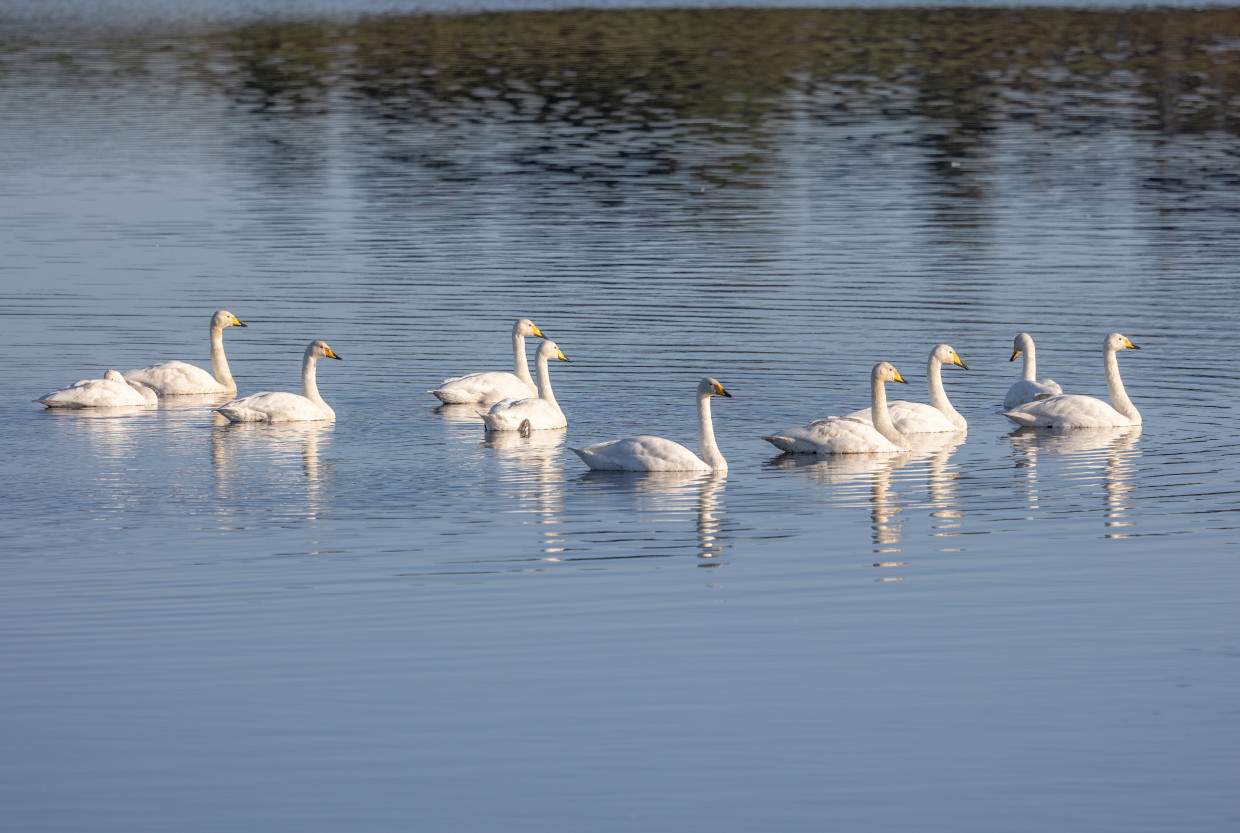 Whooper Swans, 1/1250 sec, f/5.6, 363 mm, ISO 100