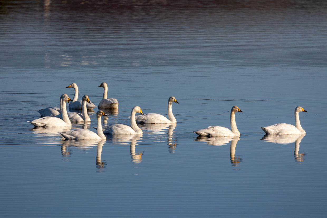 Whooper Swans , 1/640 sec, f/7.1, 500 mm, ISO 100