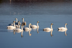 Whooper Swans , 1/640 sec, f/7.1, 500 mm, ISO 100