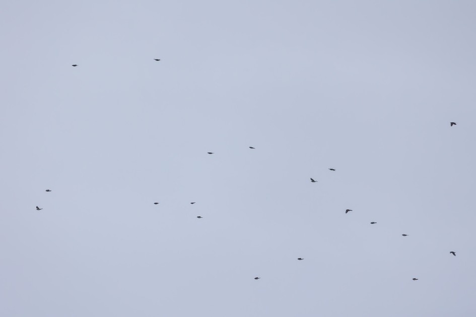 Fieldfares, 1/500 sec, f/7.1, 500 mm, ISO 640