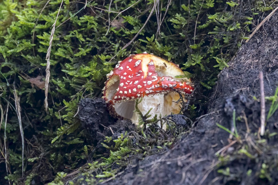 Fly Agaric, 1/60 sec, f/7.1, 500 mm, ISO 6400