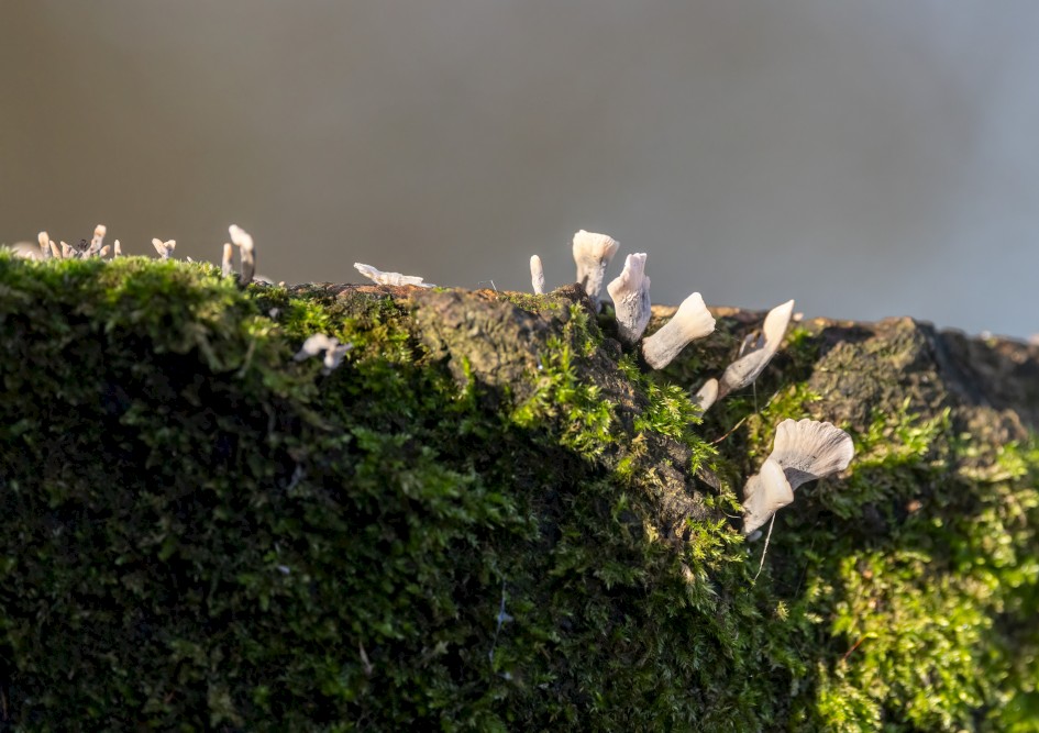 Clavulina Rugosa, 1/500 sec, f/7.1, 500 mm, ISO 2000