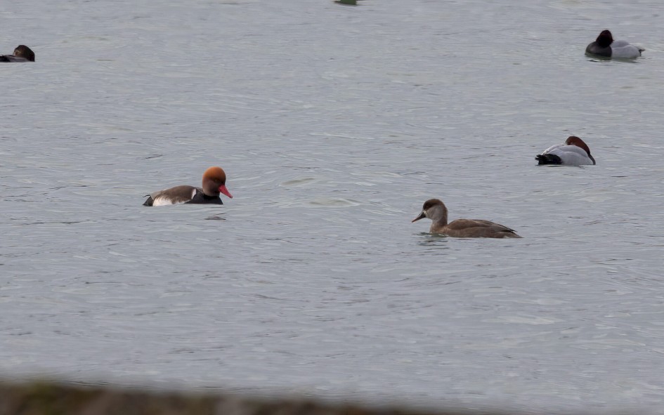 Red-crested Pochard