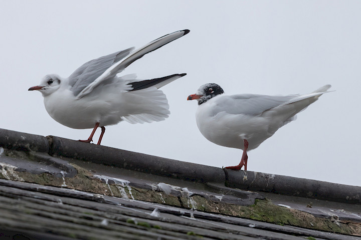 Med Gull , 1/500 sec, f/7.1, 500 mm, ISO 800