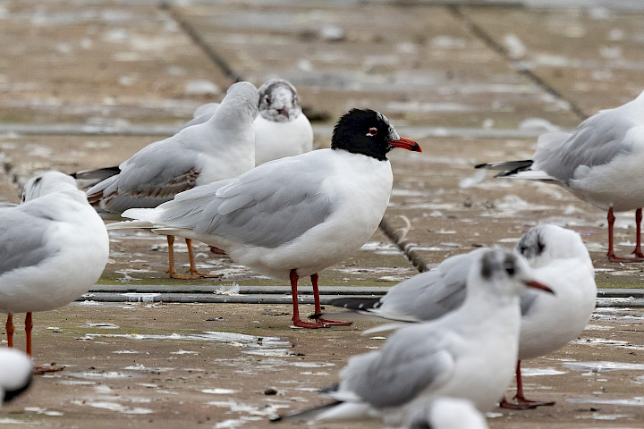 Mediterranean Gull, 1/640 sec, f/7.1, 500 mm, ISO 1000