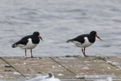 Oystercatchers, 1/640 sec, f/7.1, 500 mm, ISO 1250