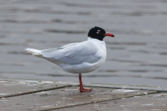 Med Gull, 1/500 sec, f/7.1, 500 mm, ISO 1000