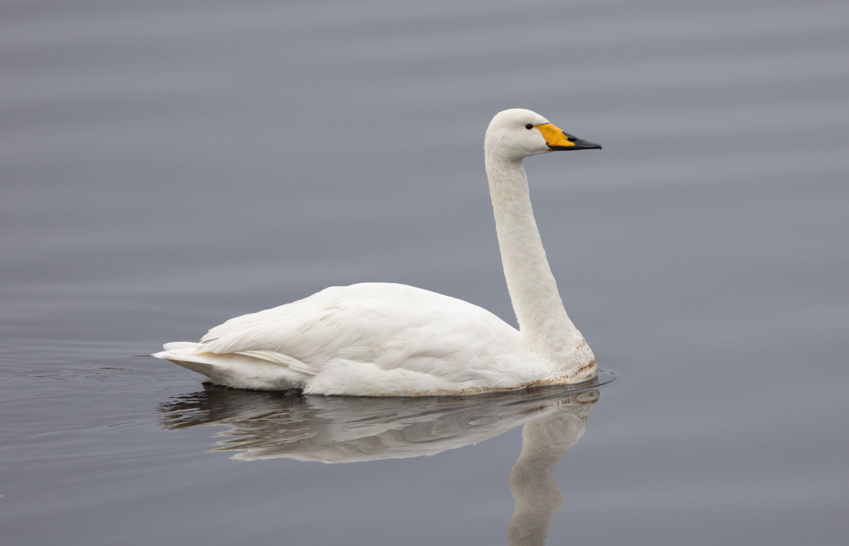 Whooper Swan, 1/500 sec, f/7.1, 500 mm, ISO 800