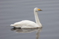 Whooper Swan, 1/500 sec, f/7.1, 500 mm, ISO 800