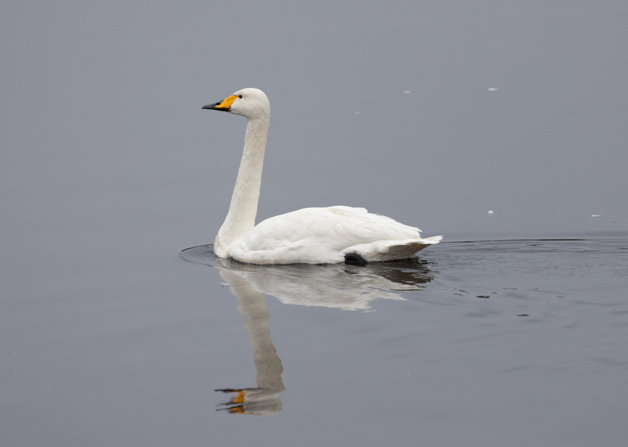 Whooper Swan , 1/640 sec, f/7.1, 500 mm, ISO 800