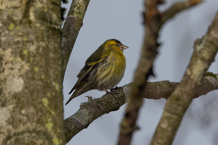 Siskin, 1/640 sec, f/7.1, 500 mm, ISO 250