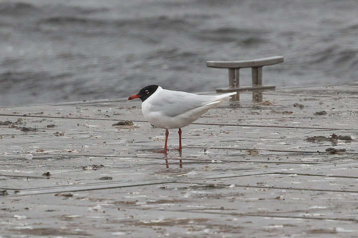 Mediterranean Gull, 1/640 sec, f/7.1, 500 mm, ISO 1250