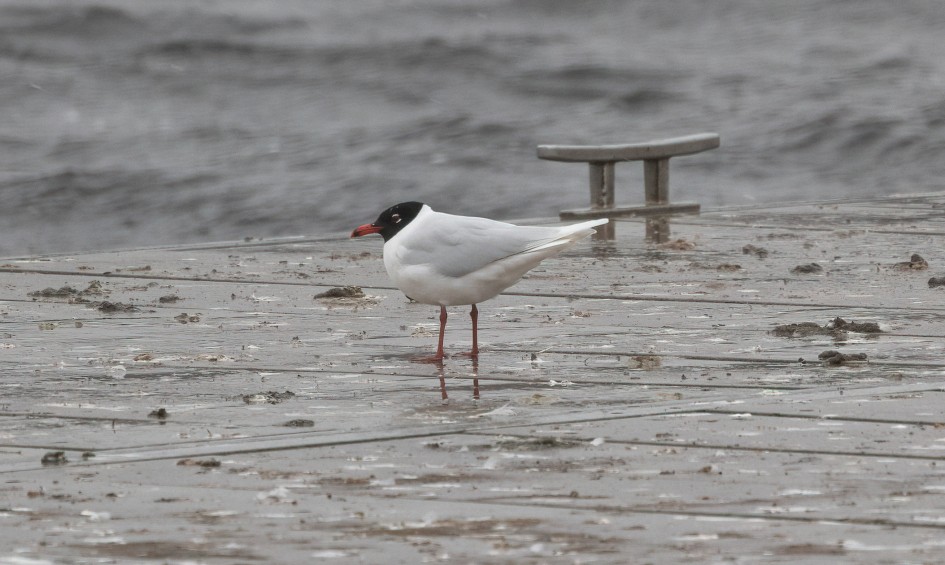 Mediterranean Gull, 1/640 sec, f/7.1, 500 mm, ISO 1250