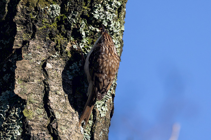 Treecreeper-, 1/500 sec, f/7.1, 500 mm, ISO 250