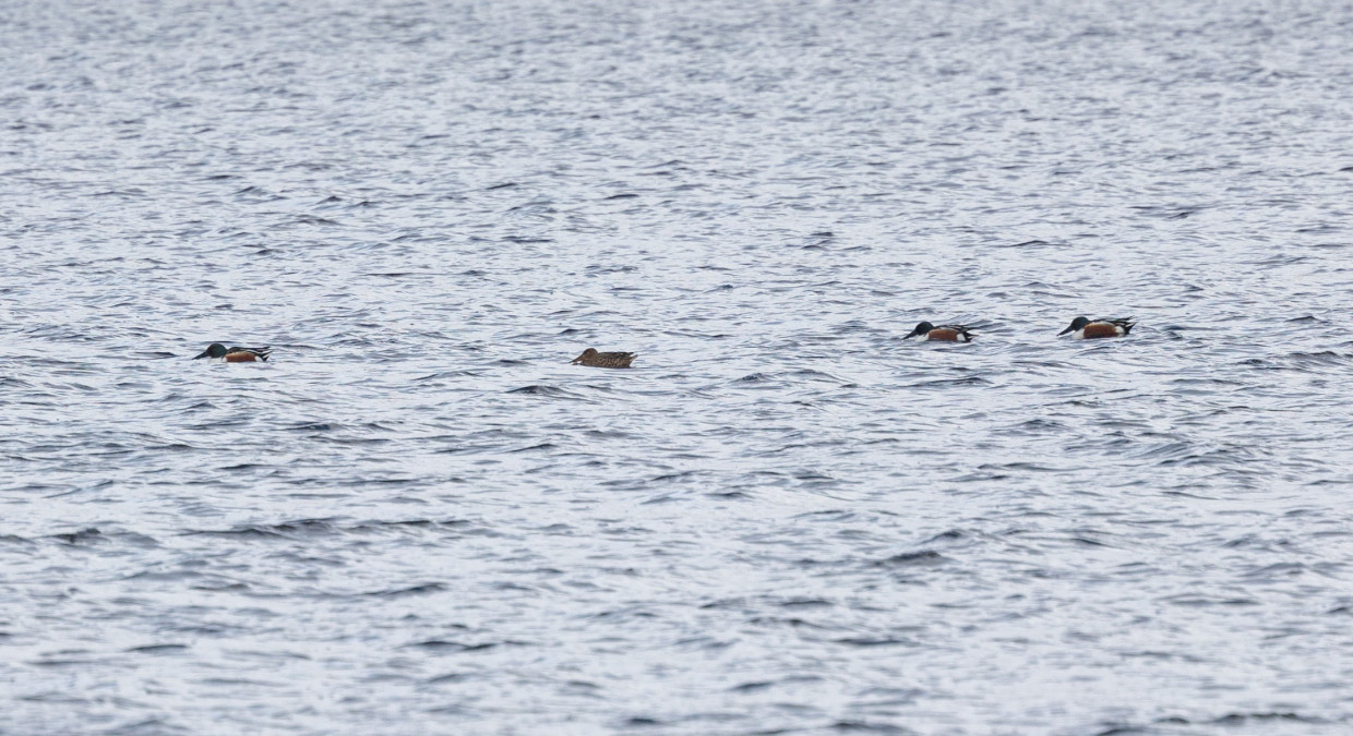 Shoveler-, 1/500 sec, f/7.1, 500 mm, ISO 250