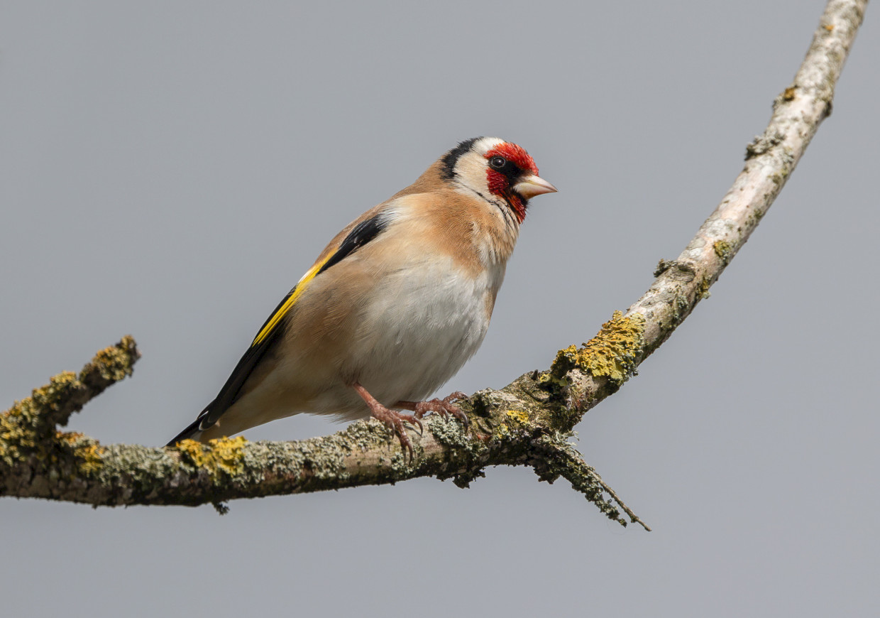 Goldfinch, 1/640 sec, f/7.1, 500 mm, ISO 100