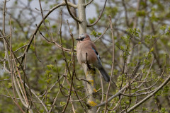Jay, 1/640 sec, f/7.1, 500 mm, ISO 250