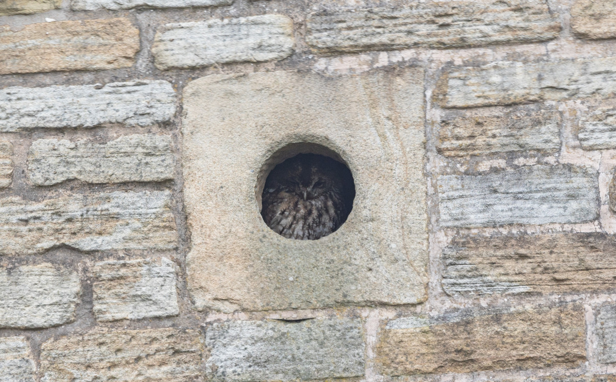 Tawny Owl, 1/500 sec, f/7.1, 500 mm, ISO 500