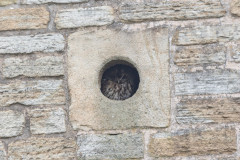 Tawny Owl, 1/500 sec, f/7.1, 500 mm, ISO 500