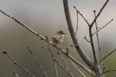 Whitethroat, 1/640 sec, f/7.1, 500 mm, ISO 200
