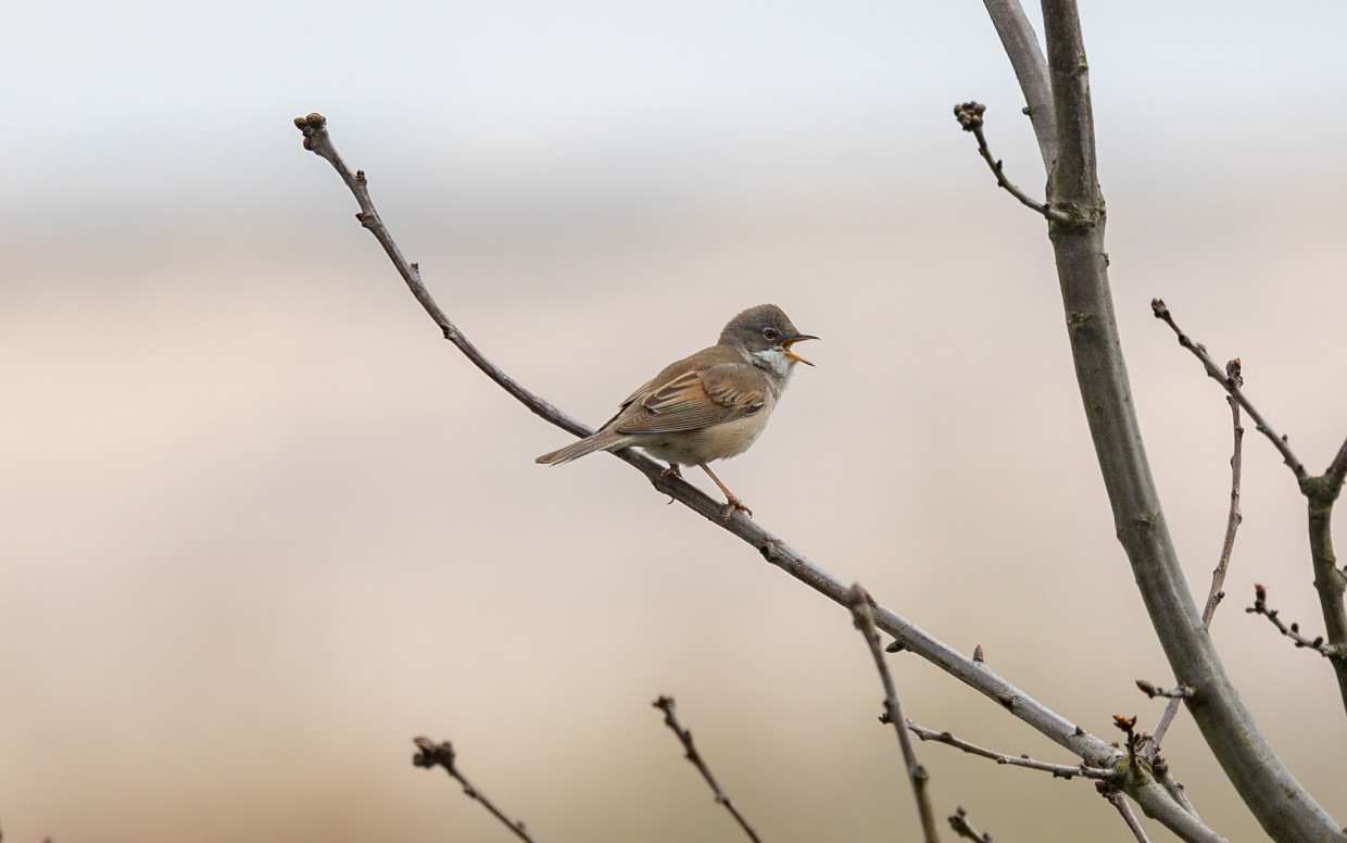 Whitethroat , 1/640 sec, f/7.1, 500 mm, ISO 125