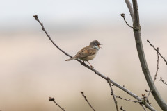 Whitethroat , 1/640 sec, f/7.1, 500 mm, ISO 125