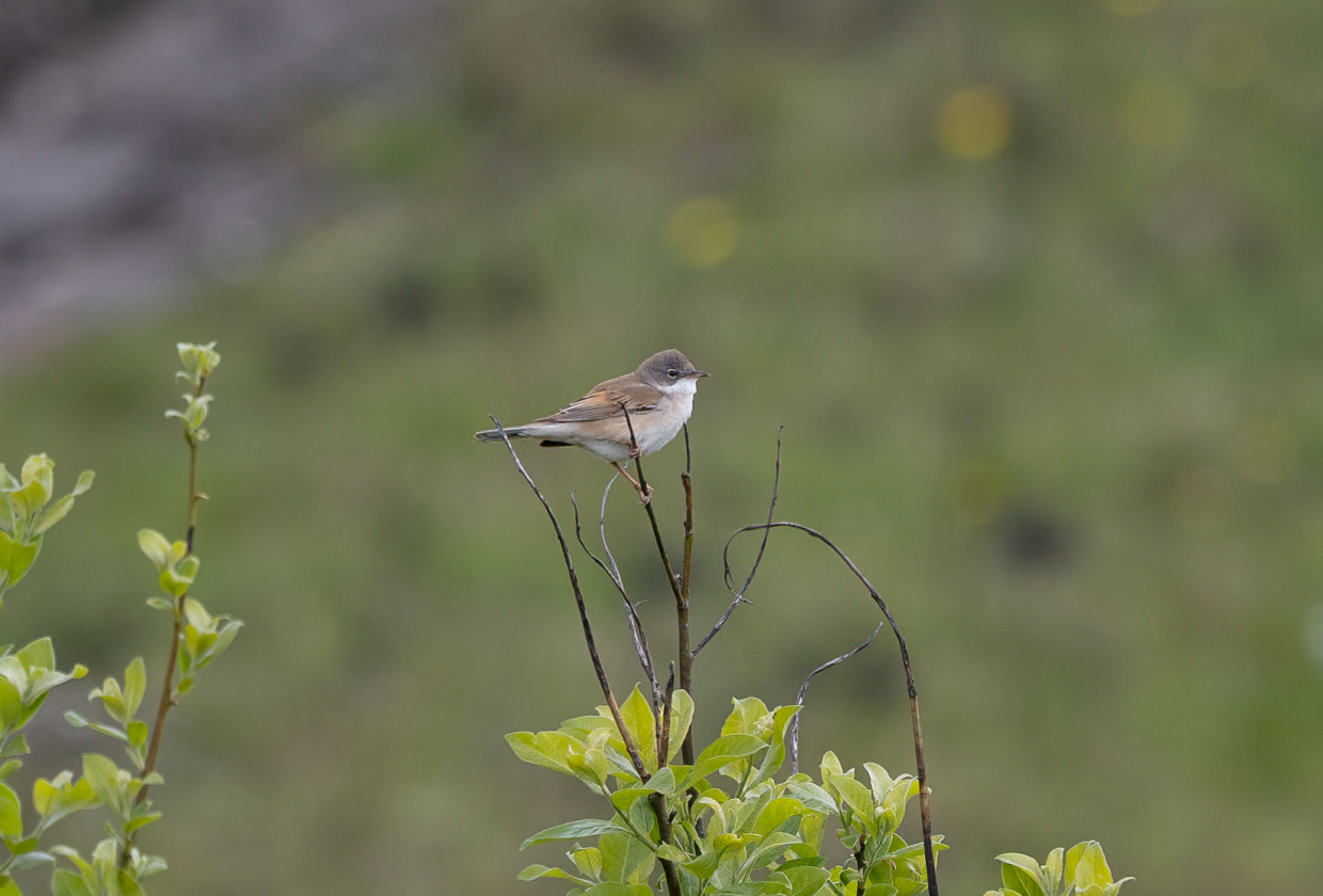 Whitethroat , 1/640 sec, f/7.1, 500 mm, ISO 500