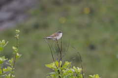 Whitethroat , 1/640 sec, f/7.1, 500 mm, ISO 500