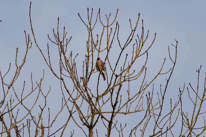 Sparrowhawk, 1/500 sec, f/7.1, 500 mm, ISO 250