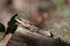 Agami, 1/500 sec, f/7.1, 500 mm, ISO 160