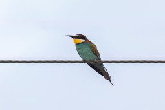 Bee-eater, 1/500 sec, f/7.1, 500 mm, ISO 640