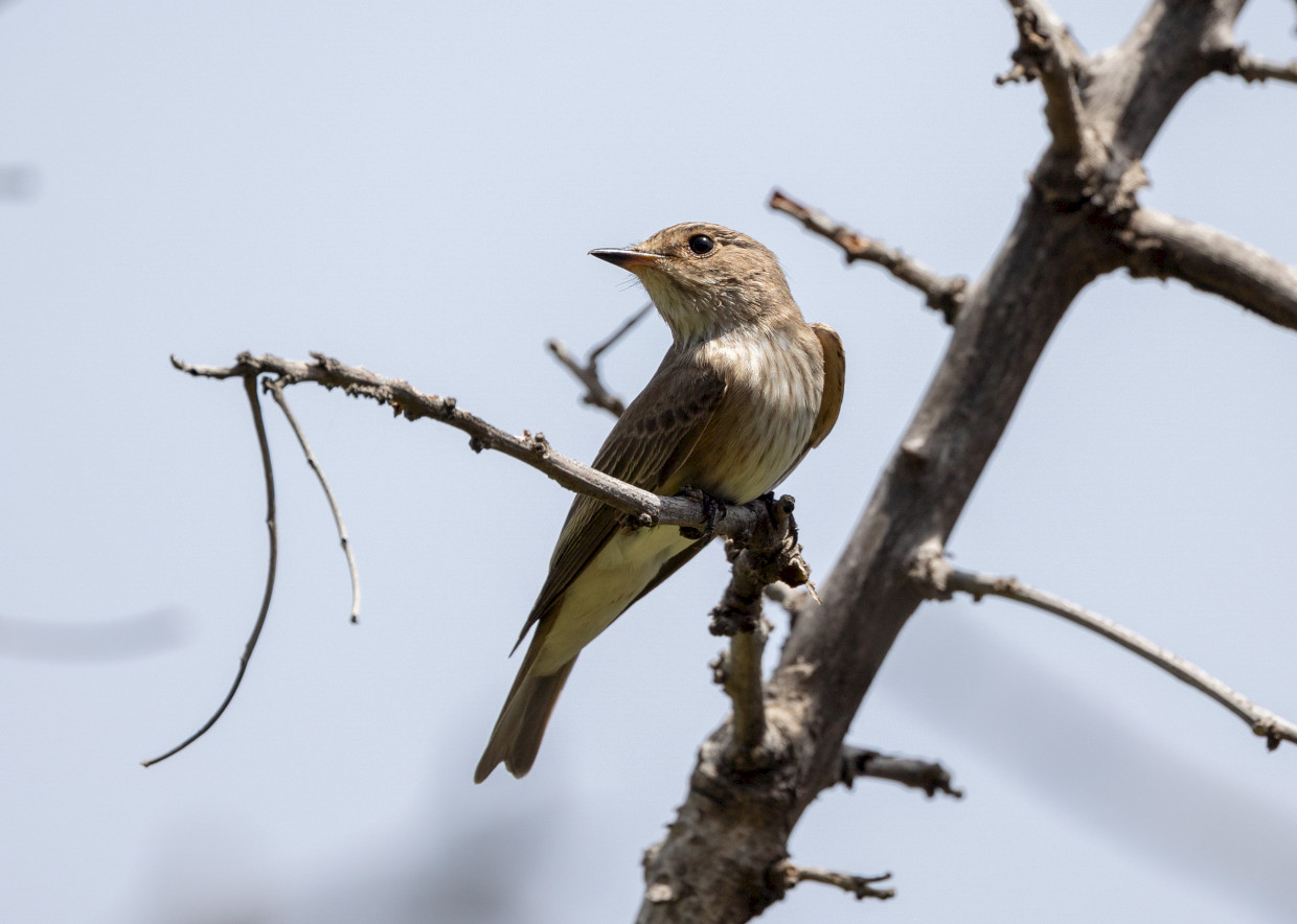 Spotted Flycatcher, 1/640 sec, f/7.1, 500 mm, ISO 125