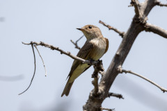 Spotted Flycatcher, 1/640 sec, f/7.1, 500 mm, ISO 125
